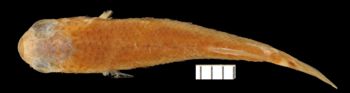 Media type: image;   Ichthyology 6395 Aspect: dorsal